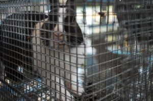 bio_research_lost_eden_bunny1