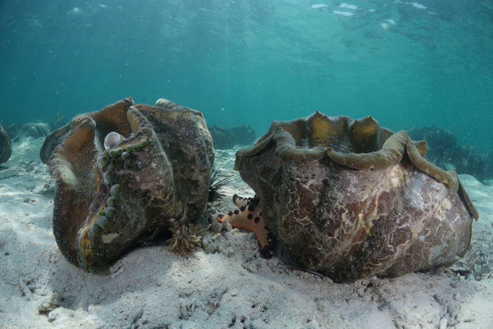 Hope for the oceans: The Giant Clam Nursery - A Bugged Life